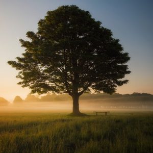 Free trees for every community