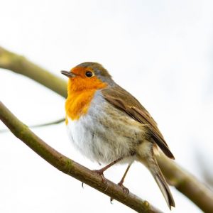 Funding for birdboxes – deadline end of February