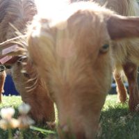 Therapy goats bring calm to Bishop’s garden