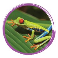 September - tree frog