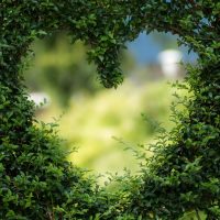 heart in green foliage