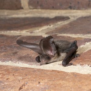 Living in harmony with bats in church buildings