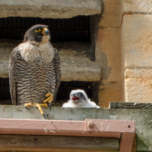Peregrine chick in its nest