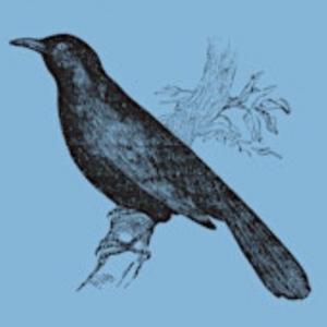 A Blackbird Sang – a festival of words and music
