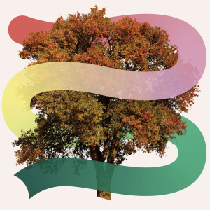 ‘Ageing Gracefully’ available in new online format