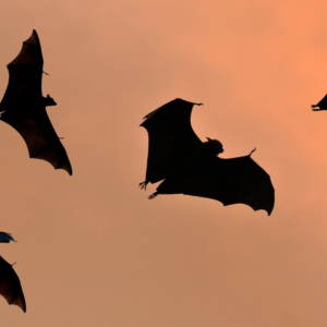 An update regarding the Living Alongside Bats in Churches Grant